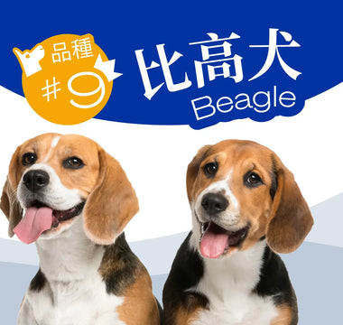 Hong Kong’s Top 10 Most Popular Dog Breeds - Beagle