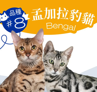 Hong Kong’s Top 10 Most Popular Cat Breeds – Bengal