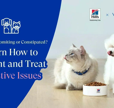 Cat or Dog Vomiting or Constipated? Learn How to Prevent and Treat Digestive Issues