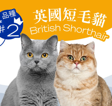 Hong Kong's Top 10 Most Popular Cat Breeds - British Shorthair