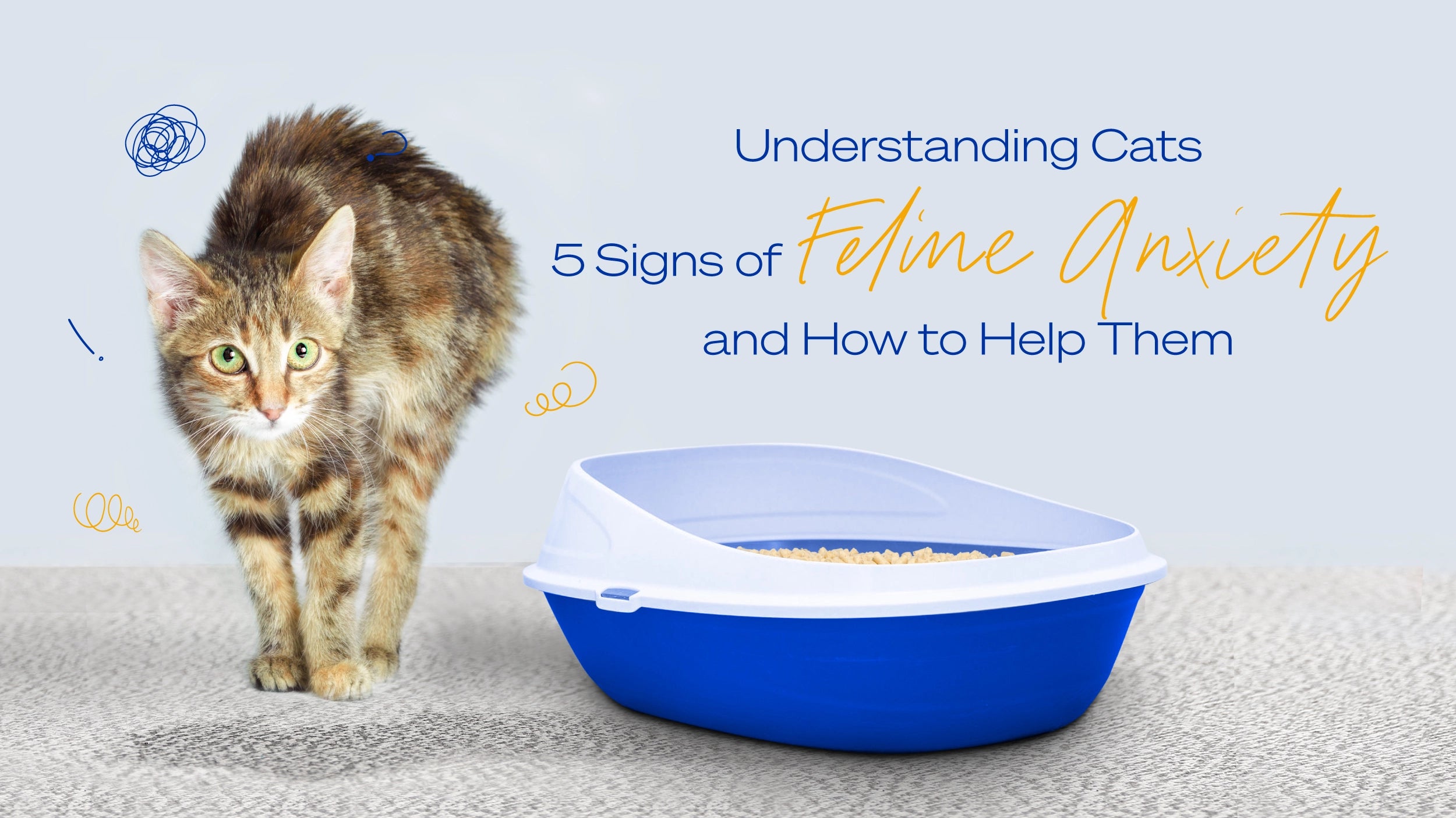 Understanding Cats: 5 Signs of Feline Anxiety and How to Help Them