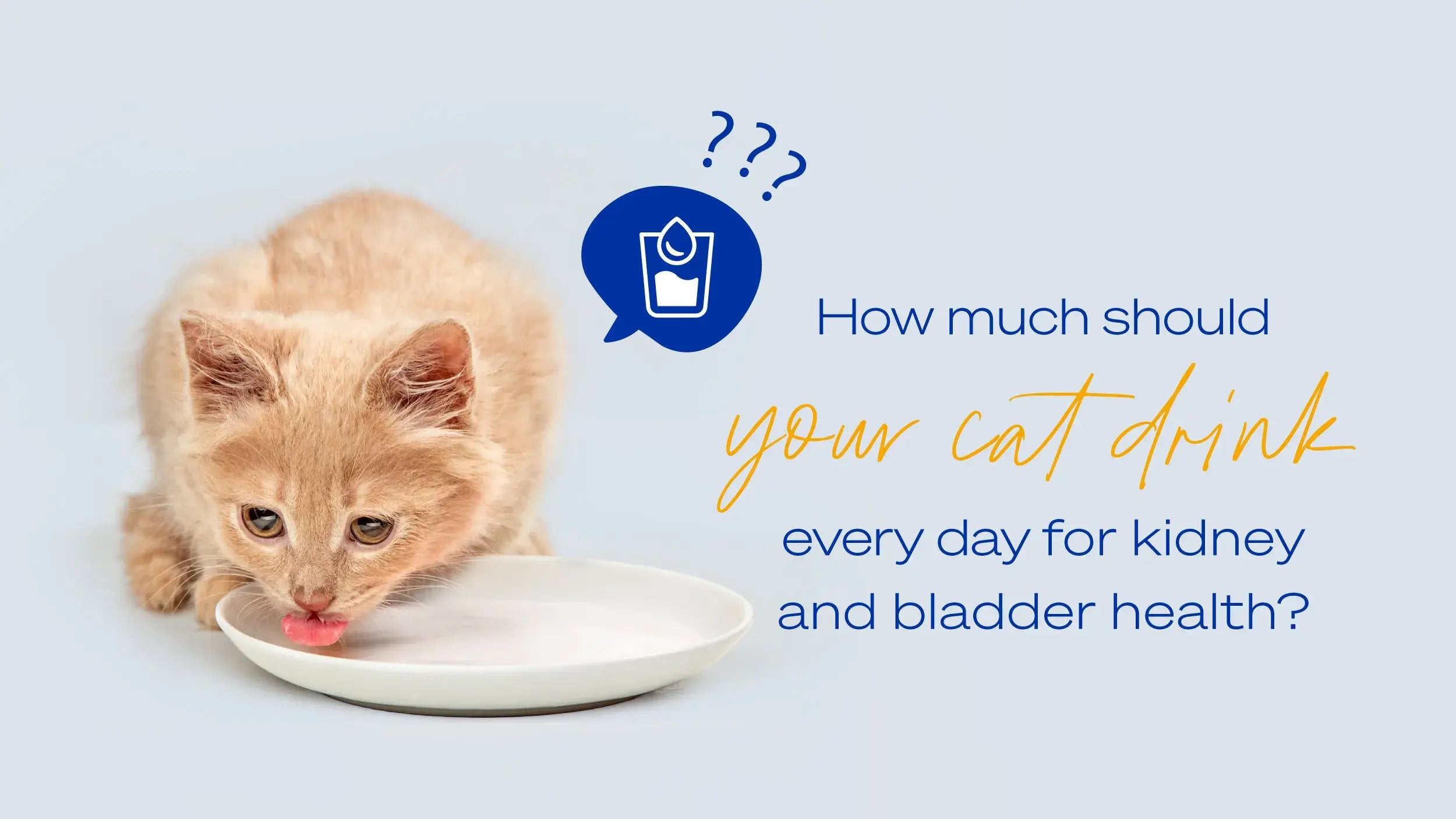 Understanding Drinking Habits and Urinary Issues in Cats