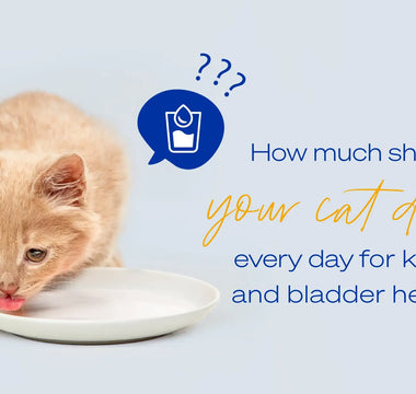 Understanding Drinking Habits and Urinary Issues in Cats