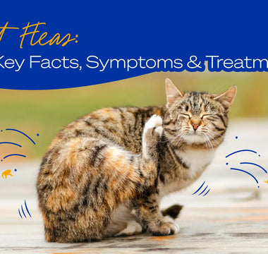 Understanding Cat Fleas: Key Facts, Symptoms, and Effective Treatments