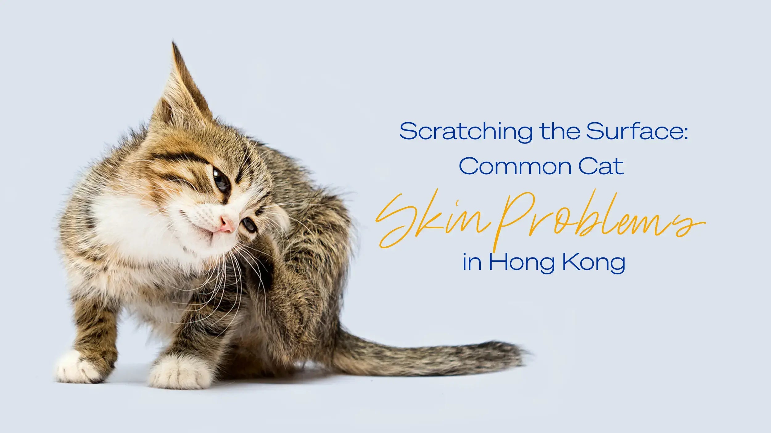 Scratching the Surface: Common Cat Skin Problems in HK.