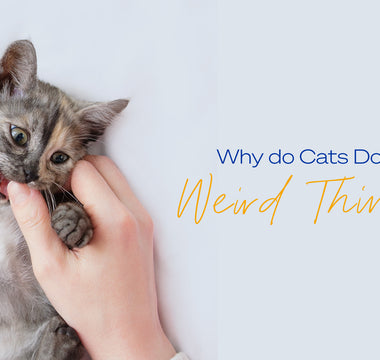 Why do cats do these weird things? A guide to some of the most common and baffling feline behaviours