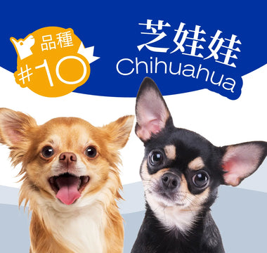 DOG BREED #10 – The Chihuahua