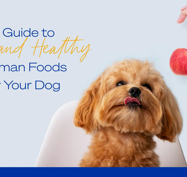 A Guide to Safe and Healthy Human Foods for Your Dog