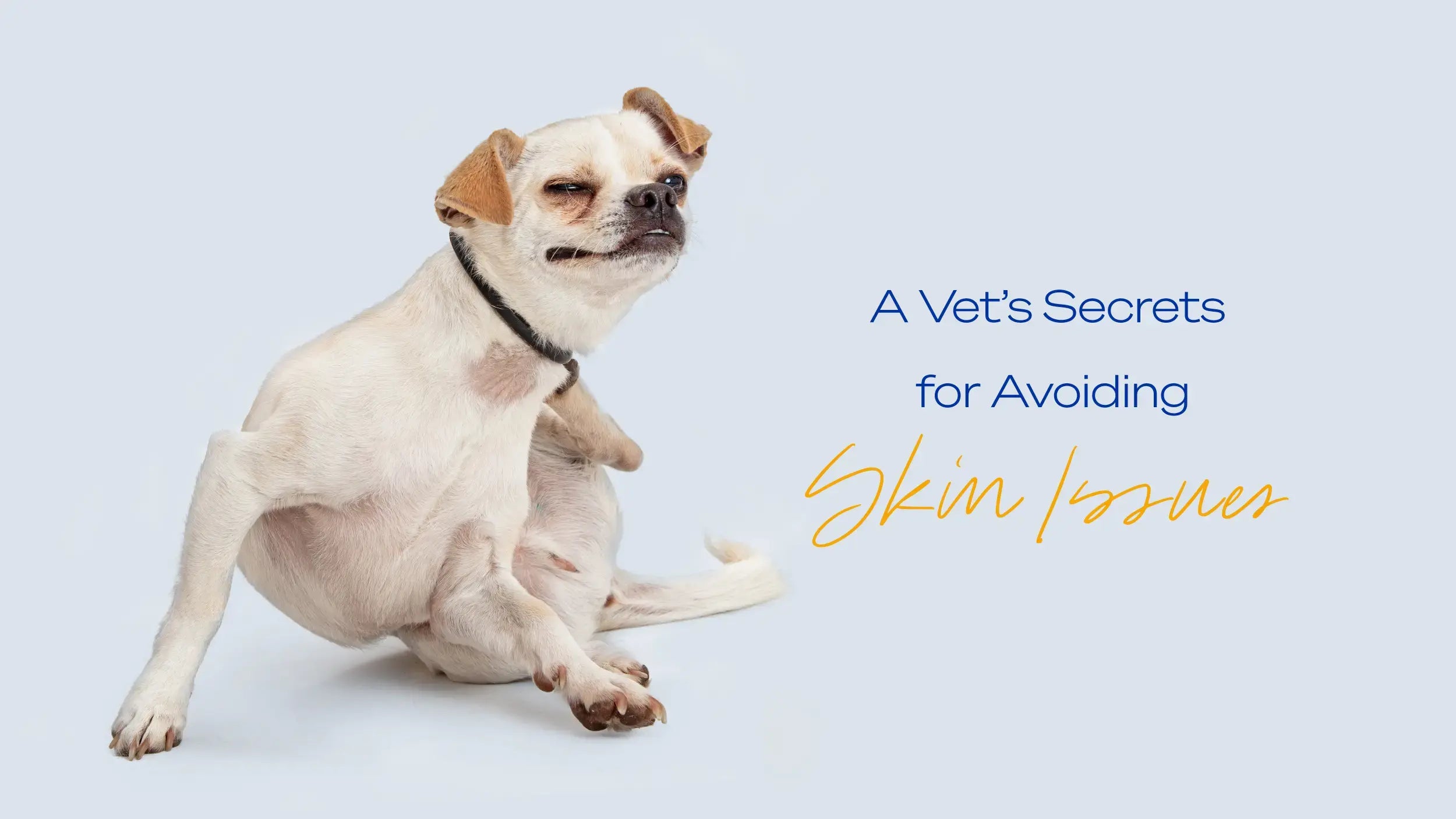 The Dog Days of Summer: A Vet’s Secrets for Avoiding Skin Issues.