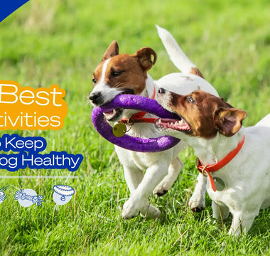 5 Best Activities to Keep Your Dog Healthy