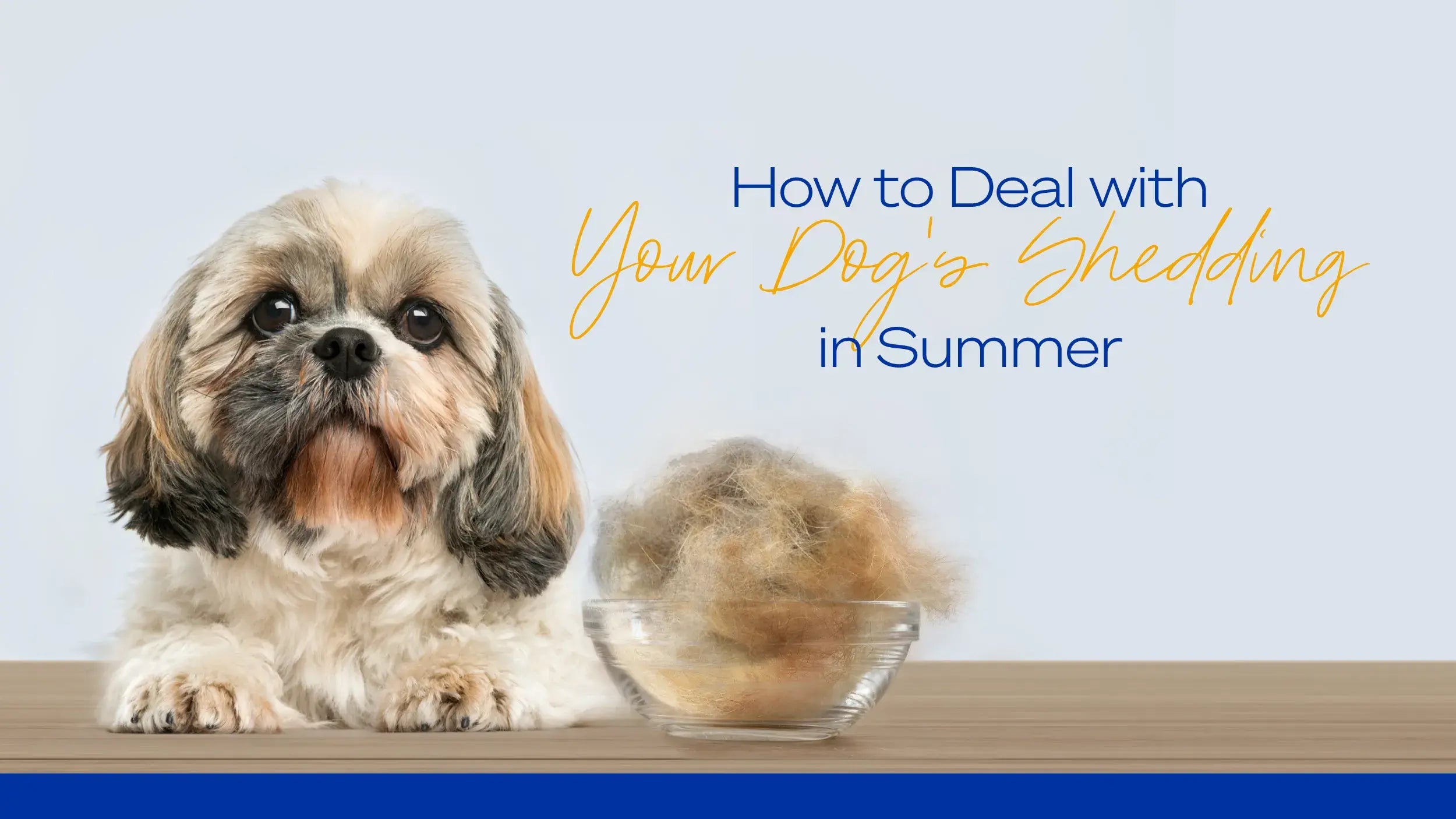 A guide for dog owners who want to keep their furry friends comfortable and healthy in the hot season