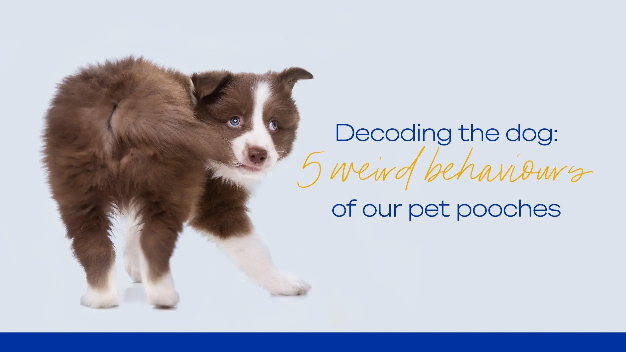 Decoding the Dog: 5 Weird Behaviours of our Pet Pooches