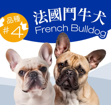 Hong Kong's Top 10 Most Popular Dog Breeds - French Bulldog