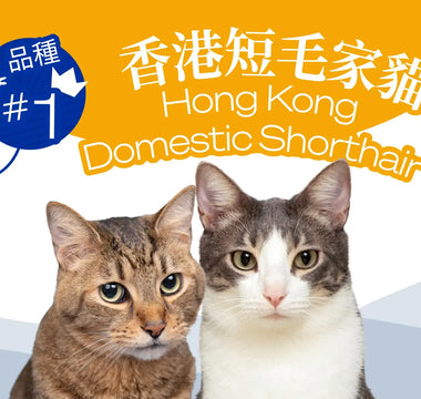 Hong Kong's Top 10 Most Popular Cat Breeds -The Hong Kong Domestic Shorthair