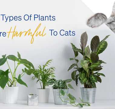 Creating a cat-friendly environment! Recognize 15 types of plants that are harmful to cats