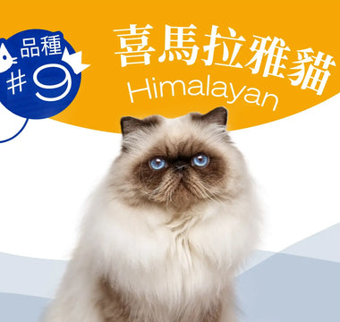 Hong Kong's Top 10 Most Popular Cat Breeds - Himalayan