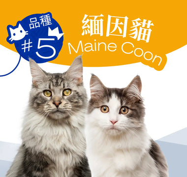 Hong Kong's Top 10 Most Popular Cat Breeds - Maine Coon