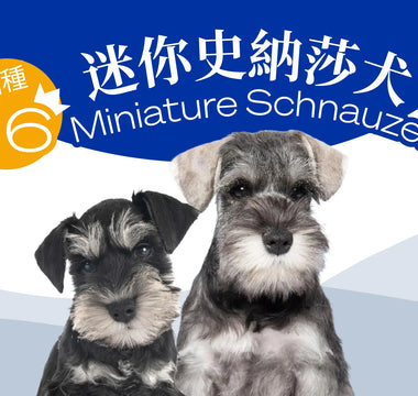 Hong Kong's Top 10 Most Popular Dog Breeds - Miniature Schnauzer