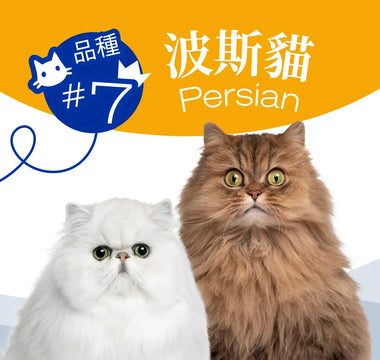 Hong Kong's Top 10 Most Popular Cat Breeds - Persian