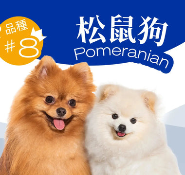 Hong Kong’s Top 10 Most Popular Dog Breeds - Pomeranian