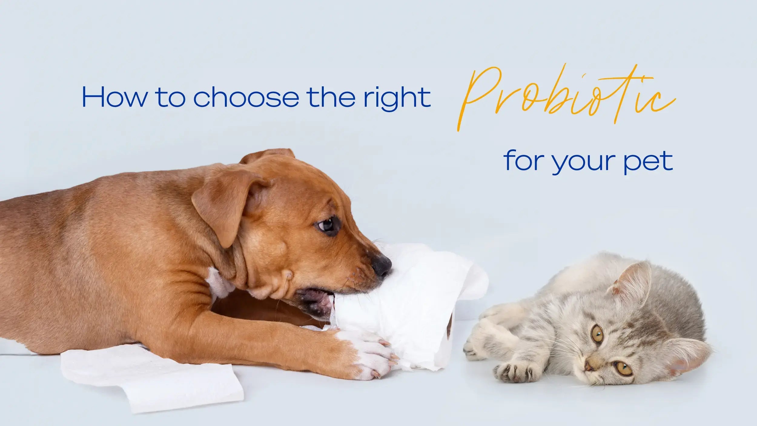 A Gut Feeling… How to Choose the Right Probiotic for your Dog or Cat