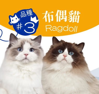 Hong Kong's Top 10 Most Popular Cat Breeds - Ragdoll