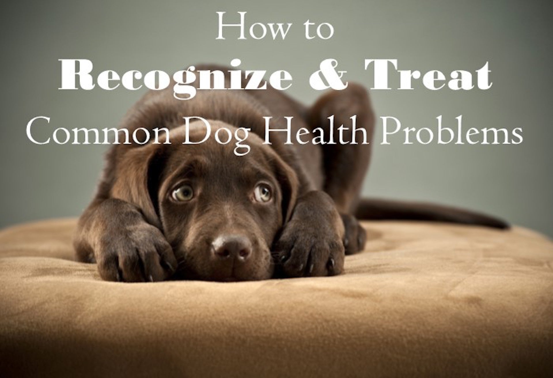 How to Recognize and Treat Common Dog Health Problems – Vetopia Online ...