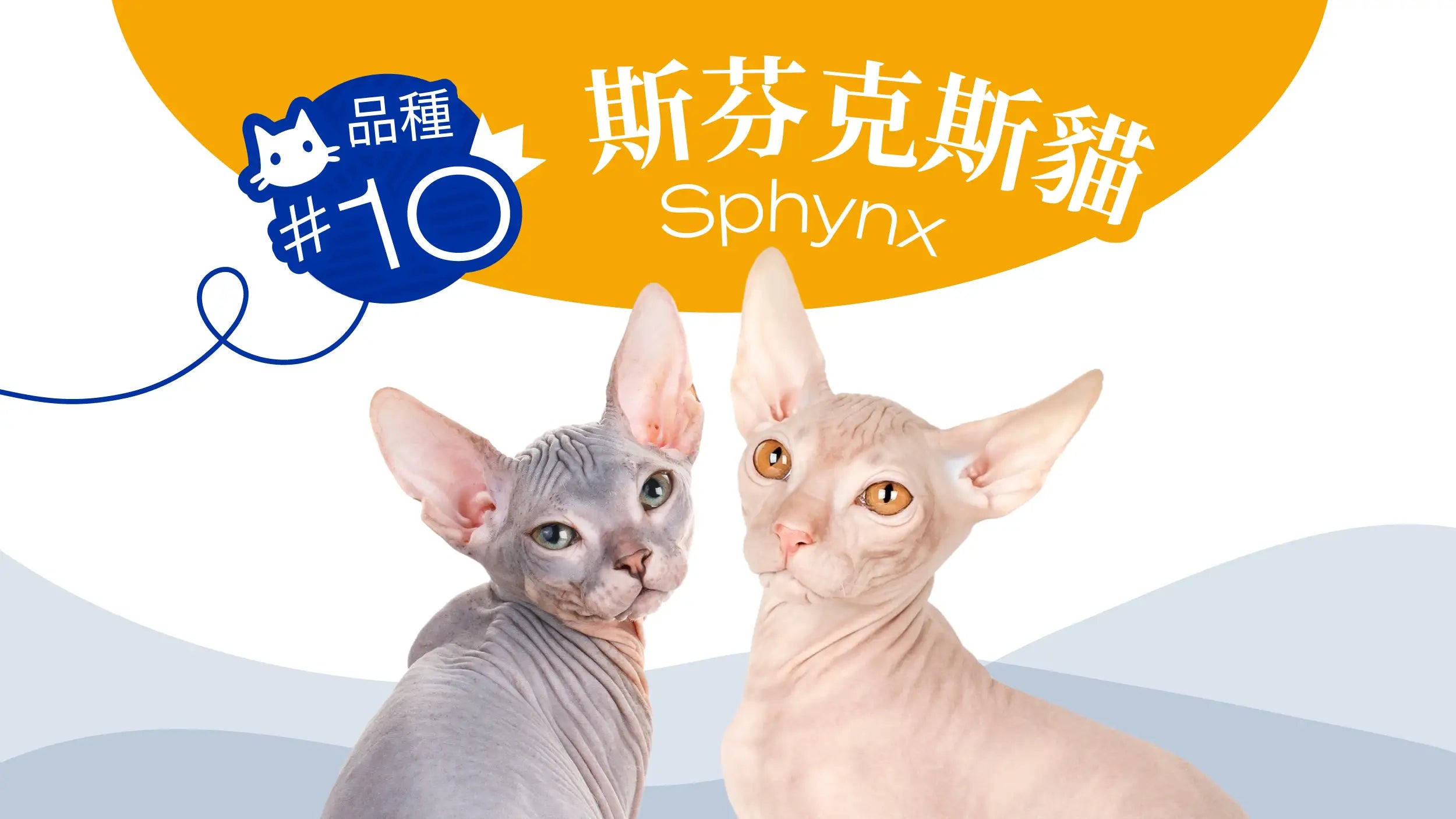 CAT BREED #10- Sphynx 