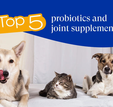 Top 5 Probiotics and Joint Supplements for Cats and Dogs