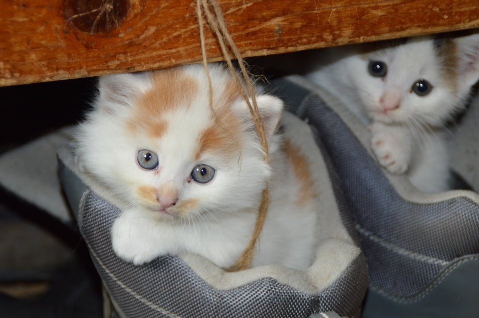 How to Toilet Train your Cat at Home