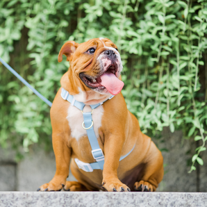 Gentle Pup - Dog Maxi Harness - Cornflower