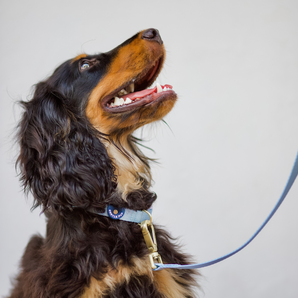 Gentle Pup - Dog Leash - Cornflower