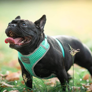 ThinkPet Air Mesh Harness - Light Green