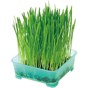 Petio - Healthy Cat Grass